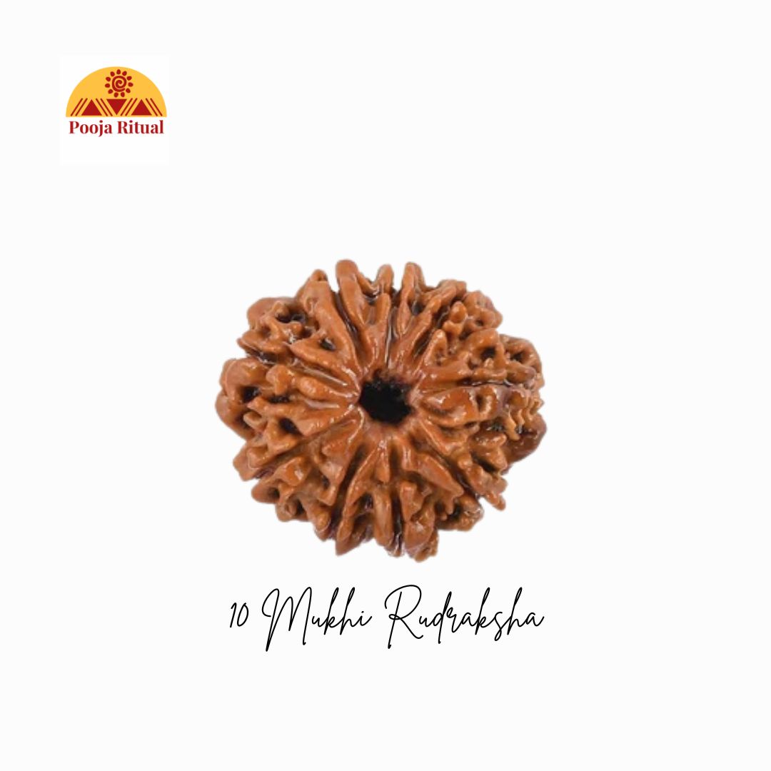 10 Mukhi Rudraksha Bead (Indonesian) – Lord Vishnu’s Shield of Protection