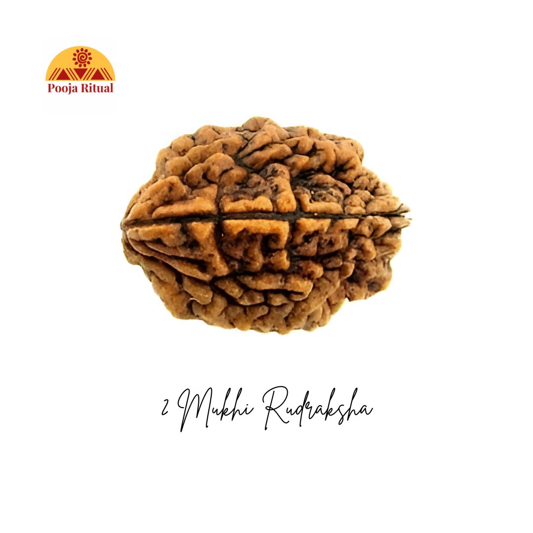 2 Mukhi Rudraksha Bead – Ardhanarishvara Blessings for Harmony & Relationships