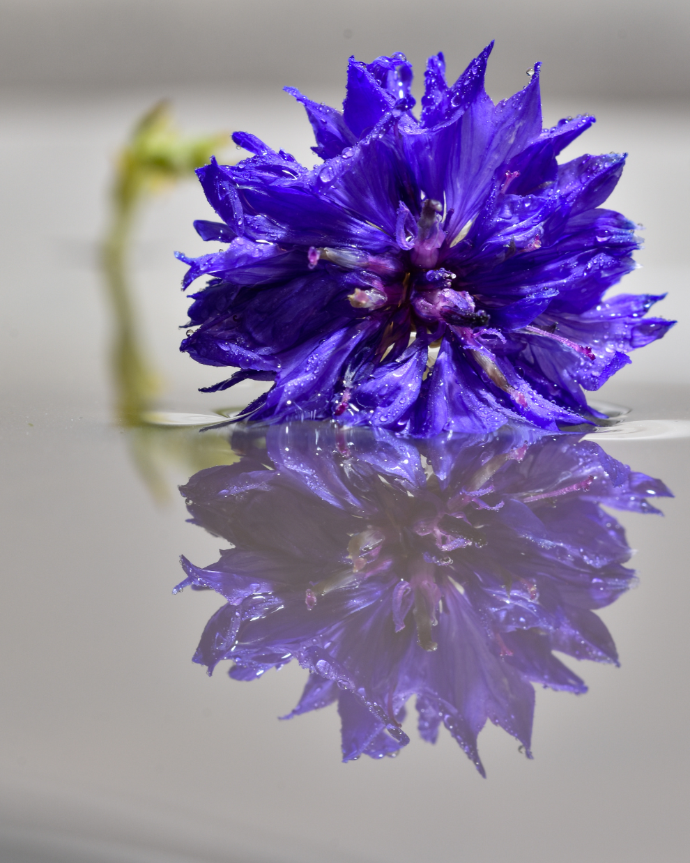 Blue Corn Flower
