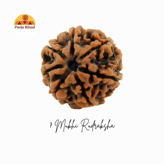 Authentic Certified 7 Mukhi Rudraksha Bead – For Wealth, Fortune & Spiritual Growth
