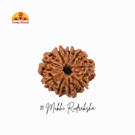 10 Mukhi Rudraksha Bead (Indonesian) – Lord Vishnu’s Shield of Protection