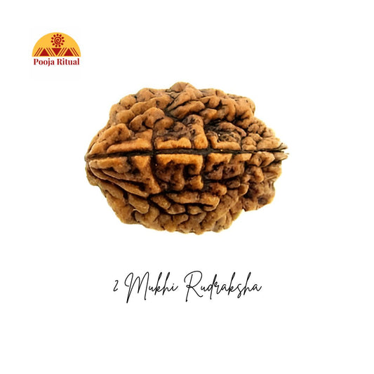 2 Mukhi Rudraksha Bead – Ardhanarishvara Blessings for Harmony &amp; Relationships