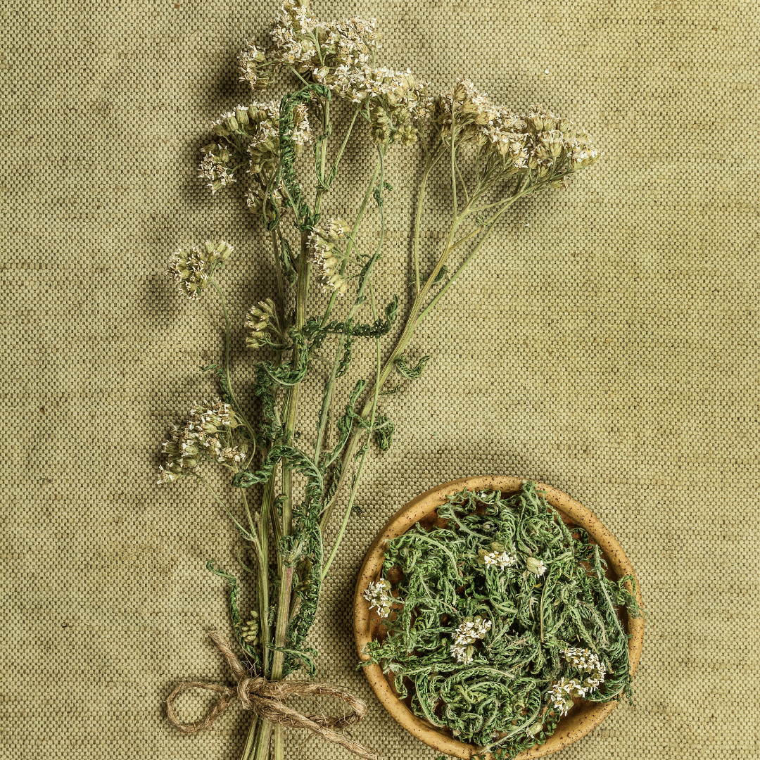 Yarrow – Dried Herb