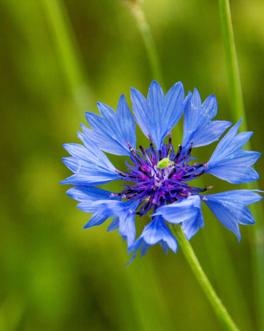 Blue Corn Flower