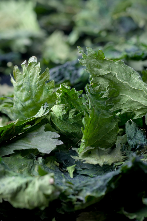 Stinging Nettle – Dried Herb