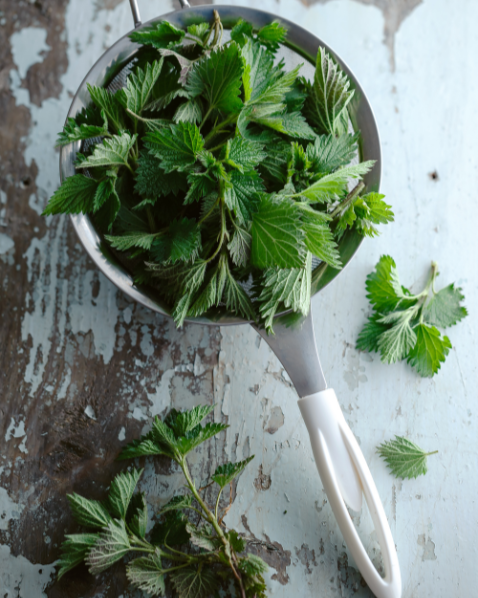 Stinging Nettle – Dried Herb